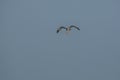 Osprey flying with preyed fish in the wildlife areas of punjab Pakistan