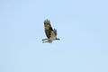 Osprey flying with remains of a fish in its talons. Royalty Free Stock Photo