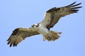 Osprey flying in the sky, Nova Scotia, Canada