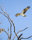 Flying Osprey approaching his nest Royalty Free Stock Photo