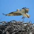 Osprey landing on his nest Royalty Free Stock Photo