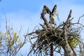 Osprey Fort DeSoto Park Florida