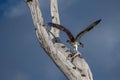 Osprey with Fresh Fish Catch, Fort DeSoto Park, Florida