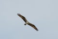 Osprey gliding and hunting for fish