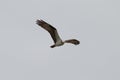 Osprey gliding and hunting for fish