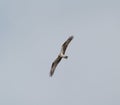 Osprey gliding and hunting for fish