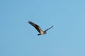 Osprey gliding and hunting for fish
