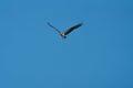 Osprey gliding and hunting for fish