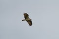 Osprey gliding and hunting for fish