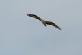 Osprey gliding and hunting for fish