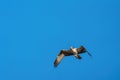 Osprey gliding and hunting for fish