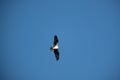 Osprey gliding through the air seeking dinner