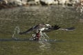 Osprey grabs the fish as it flies off Royalty Free Stock Photo