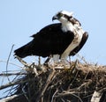 Osprey guarding nest at Blue Cypress Lake Royalty Free Stock Photo