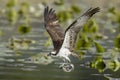 Osprey has fish in claws. Royalty Free Stock Photo