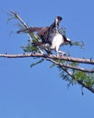 Osprey 1 Has Now Landed Royalty Free Stock Photo