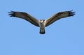 Osprey Hawk Fishing