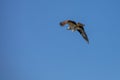 Osprey hawk flies with fish in talons