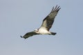 Osprey Hawk In Flight