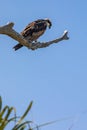 Osprey hawk watches from tree branch Royalty Free Stock Photo