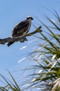 Osprey hawk watches from tree branch Royalty Free Stock Photo