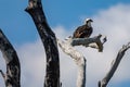 Osprey hawk watches from tree branch Royalty Free Stock Photo