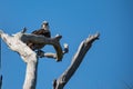 Osprey hawk watches from tree branch Royalty Free Stock Photo