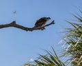 Osprey hawk watches from tree branch Royalty Free Stock Photo