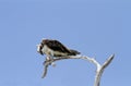 Osprey holding a fish in its talons Royalty Free Stock Photo