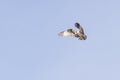 Osprey hovering in flight Royalty Free Stock Photo