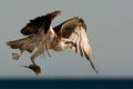 Osprey Hunting Royalty Free Stock Photo