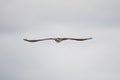 Osprey hunting against a gray sky