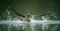 An osprey hunting fish and emerging from the water