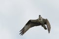 Osprey hunting for fish