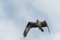 Osprey hunting for fish