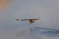 Osprey hunting fish