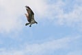 Osprey hunting for fish