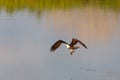 Osprey hunting fish