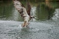 An Osprey emerges with a trout successfully
