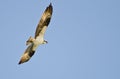 Osprey Hunting on the Wing Royalty Free Stock Photo