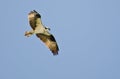 Osprey Hunting on the Wing Royalty Free Stock Photo