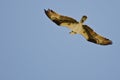 Osprey Hunting on the Wing Royalty Free Stock Photo
