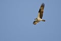 Osprey Hunting on the Wing in a Blue Sky Royalty Free Stock Photo