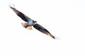 Osprey Hunting on the Wing Royalty Free Stock Photo
