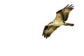 Osprey Hunting on the Wing on a White Background Royalty Free Stock Photo