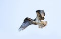 An Osprey isolated on blue background in flight overhead