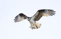 An Osprey isolated on blue background in flight overhead