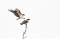 An Osprey isolated on white background prepares to mate