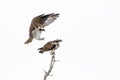 An Osprey isolated on white background prepares to mate