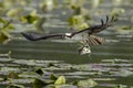 Osprey just caught a fish. Royalty Free Stock Photo